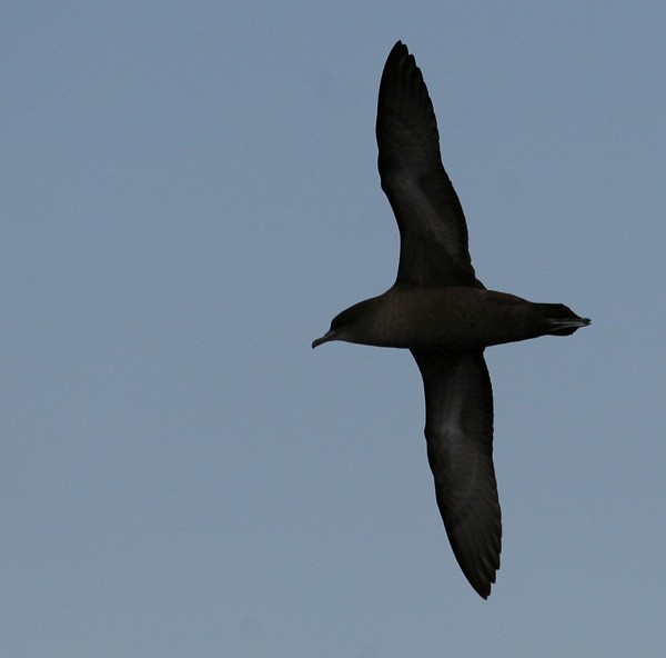 Short-tailed Shearwater